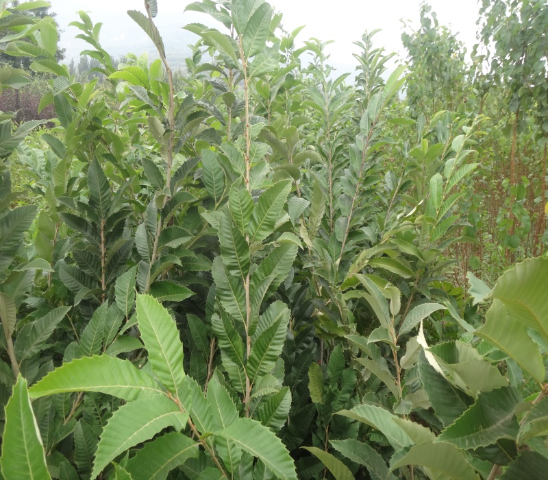 泰山薄壳板栗苗的品种介绍	各大区均能种植