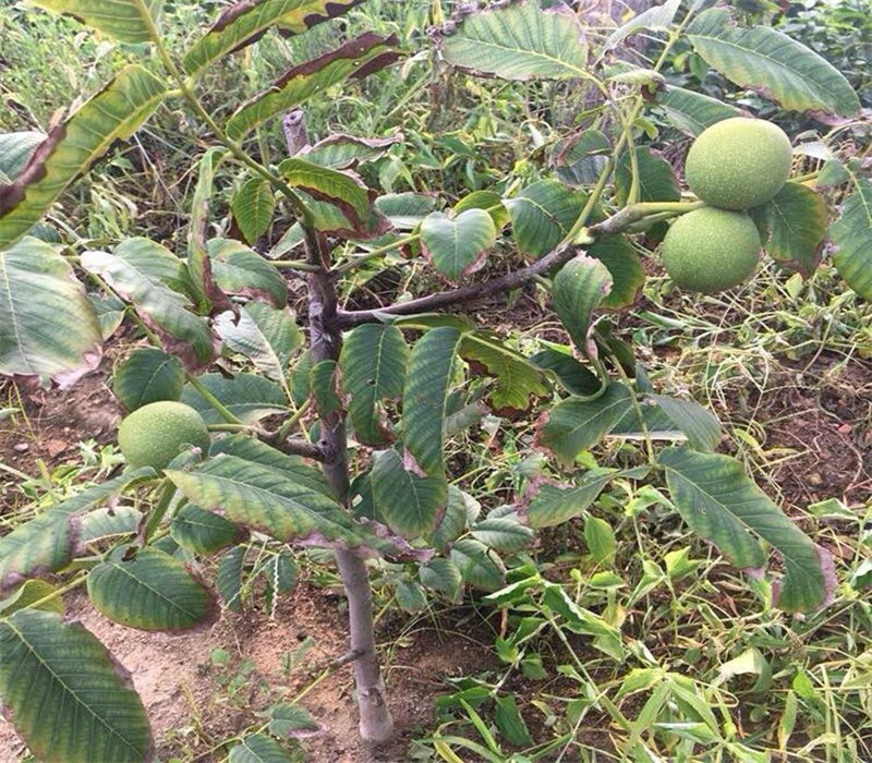 2公分薄壳香核树苗耐旱抗病性强种植要领