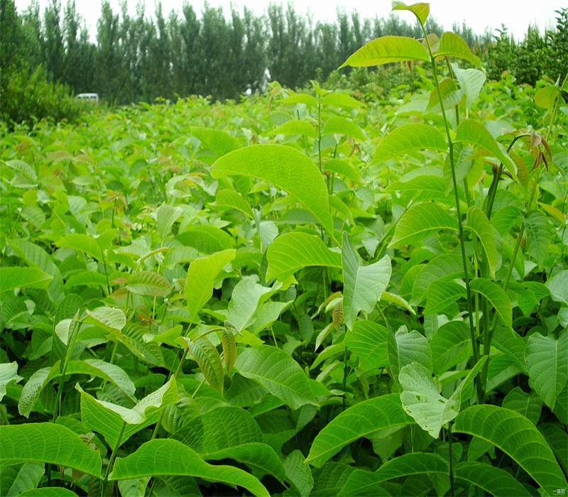 2公分薄壳香核树苗修剪技术种植土壤地势