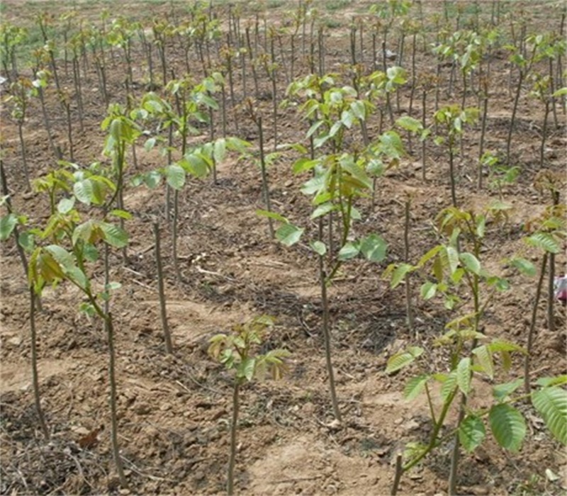 2公分薄壳香核树苗耐旱抗病性强种植要领