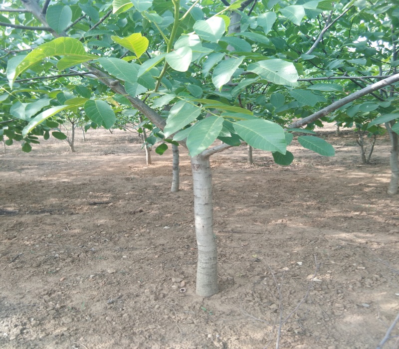 2公分薄壳香核树苗修剪技术种植土壤地势