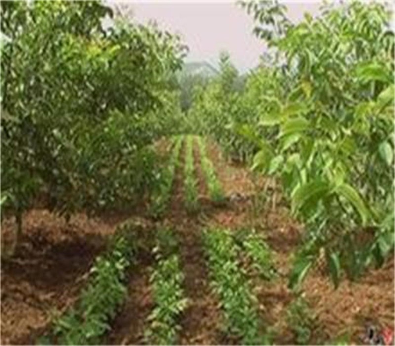 2公分薄殼香核樹苗修剪技術(shù)播種育苗基地