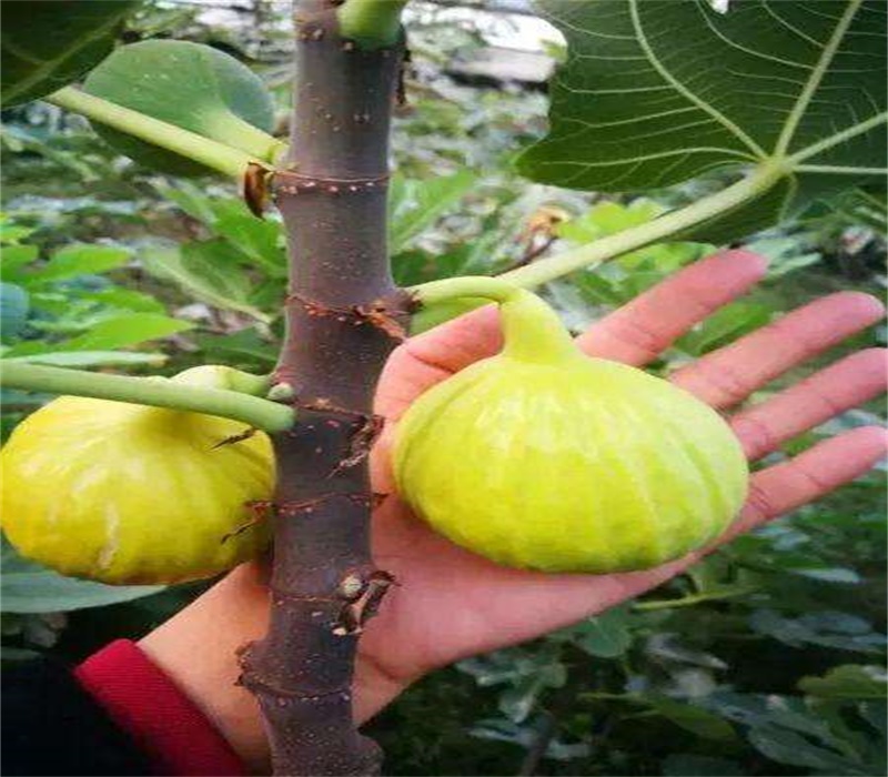 芭劳奈无花果树苗佳种植时间	