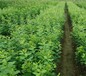 三华李李子树苗种植发展好的原因分析	一亩地的投资