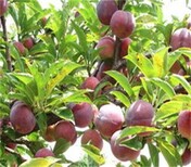6公分脆红李树苗种植效益采购流程耐寒耐盐碱性果皮颜色图片0