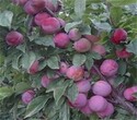 6公分红宝石李子树苗国家优质品种树	口感的品种图片