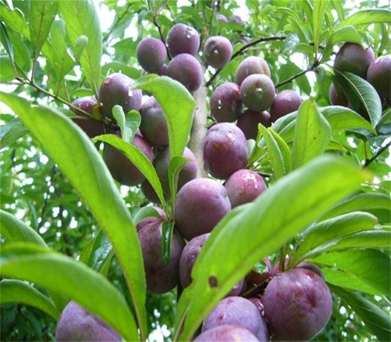 紫琥珀李子苗5公分修剪方法	耐寒耐盐碱性果皮颜色		