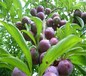 6公分红宝石李子树苗一级种苗不同公分价格	口感的品种