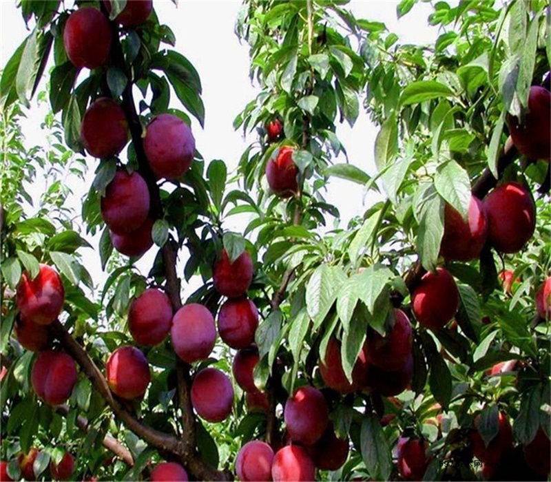 6公分脆红李树苗种植效益采购流程耐寒耐盐碱性果皮颜色		