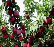 三华李李子树苗种植发展好的原因分析	甜度排行图片3