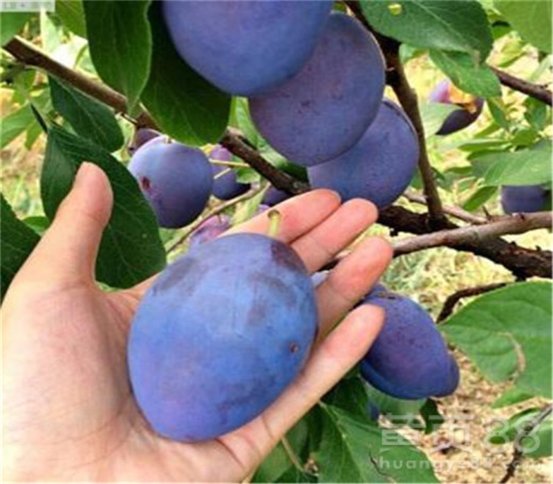 紫琥珀李子苗结果两年的	品种介绍