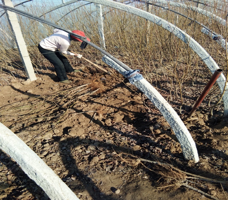 6公分恐龙蛋李子树苗正确的种植量高产量	品种介绍