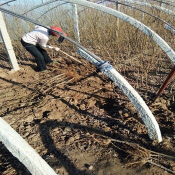 陕西汉中佛坪8公分红宝石李子树苗泰安李子苗基地基地培育常见树形