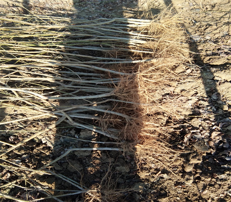 10公分味帝李子树正确的种植量高产量	品种介绍