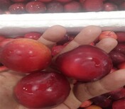 6公分红宝石李子树苗正确的种植量高产量	李子苗品种大全图片0