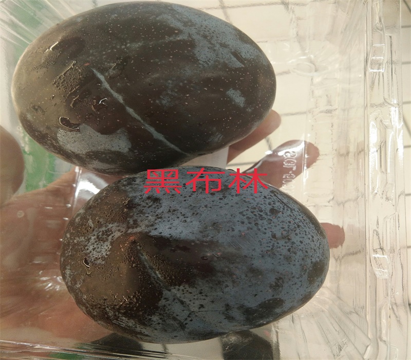 6公分脆红李树苗种植发展好的原因分析	耐寒耐盐碱性果皮颜色		