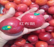 6公分红宝石李子树苗正确的种植量高产量	李子苗品种大全图片4