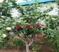 6公分红宝石李子树苗形态特征品种介绍
