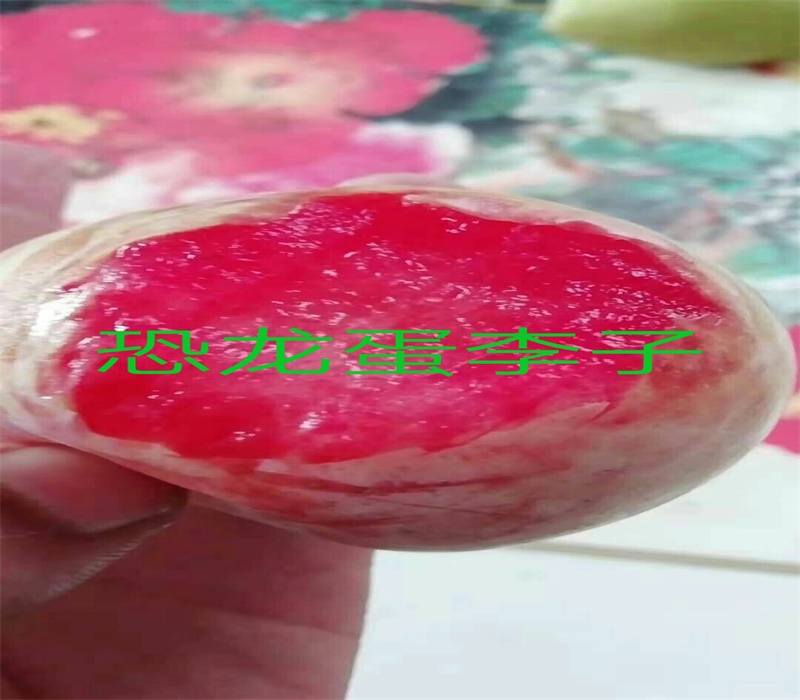 6公分红宝石李子树苗育苗技术施肥技巧口感的品种	
