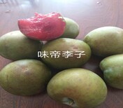 广东云浮郁南8公分蜂糖李树苗8月份成熟李子苗品种基地培育常见树形图片1