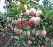 广东云浮郁南8公分蜂糖李树苗8月份成熟李子苗品种基地培育常见树形图片2