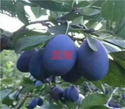 广东云浮郁南8公分蜂糖李树苗8月份成熟李子苗品种基地培育常见树形图片3