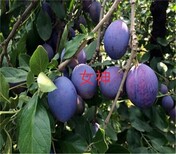 广东云浮郁南8公分蜂糖李树苗8月份成熟李子苗品种基地培育常见树形图片4