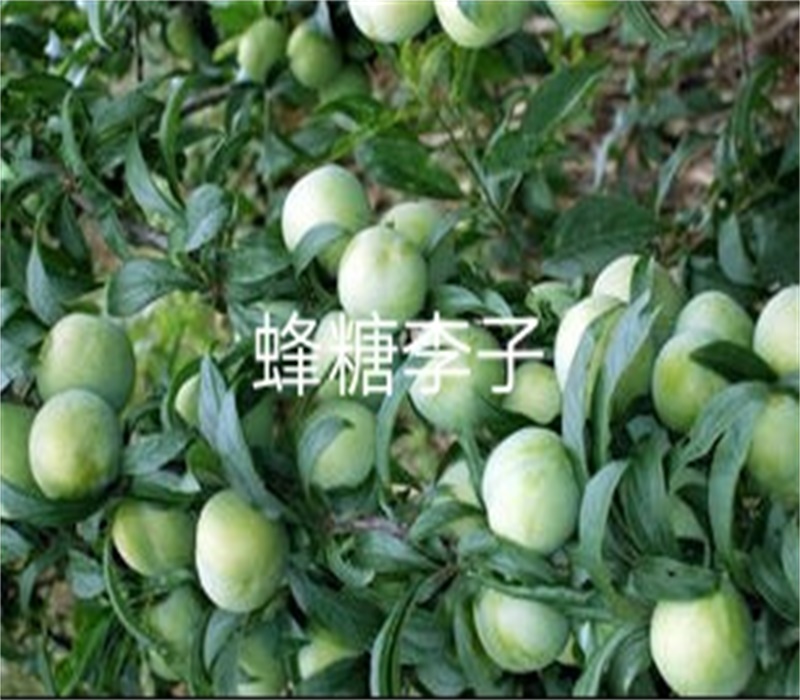 6公分玫瑰皇后李树苗国家品种树	口感的品种	