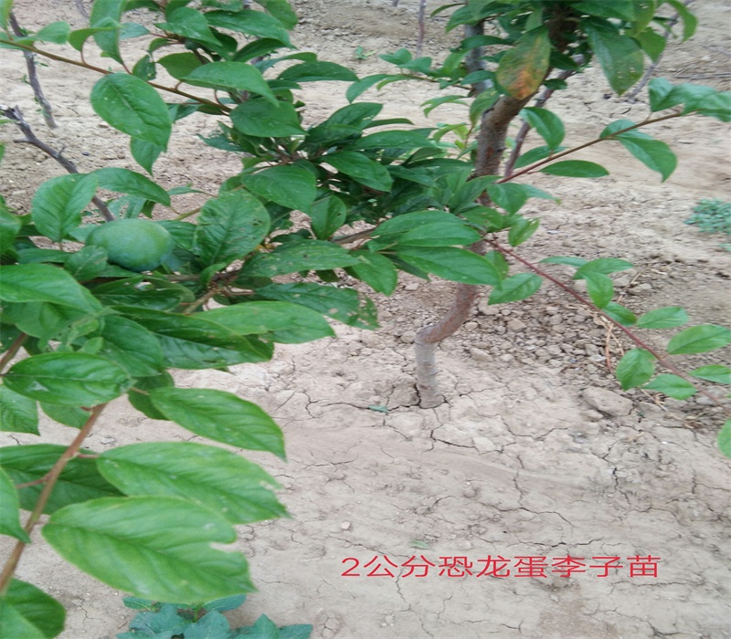 6公分红宝石李子树苗正确的种植量高产量	李子苗生产地