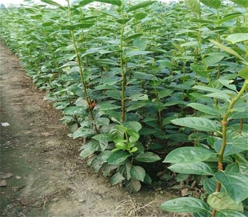 内蒙古兴安盟一年新次郎甜柿苗品种嫁接技术基地	