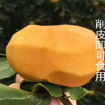 广东佛山一年巧克力柿子树苗抗寒抗晚霜