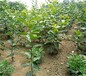 三年的无核斤柿树苗品种嫁接技术基地	广东可以种植柿子的