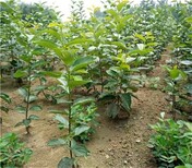 三年的富有柿子苗栽培养护	山东卖柿子苗的图片1
