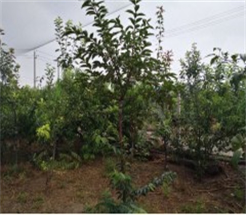 河南平顶山一年富有柿子苗规格种类繁多	