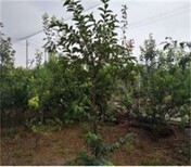 三年的富有柿子苗栽培养护	山东卖柿子苗的图片5