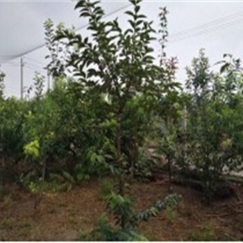 三年的新次郎甜柿苗种植要领	日本甜柿子苗价格