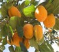 三公分大秋甜柿树苗一年柿子树修剪定干日本甜柿子苗价格