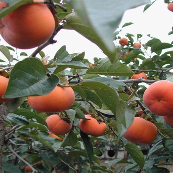 三公分次郎甜柿树苗柿子不发涩的品种山东卖柿子苗的