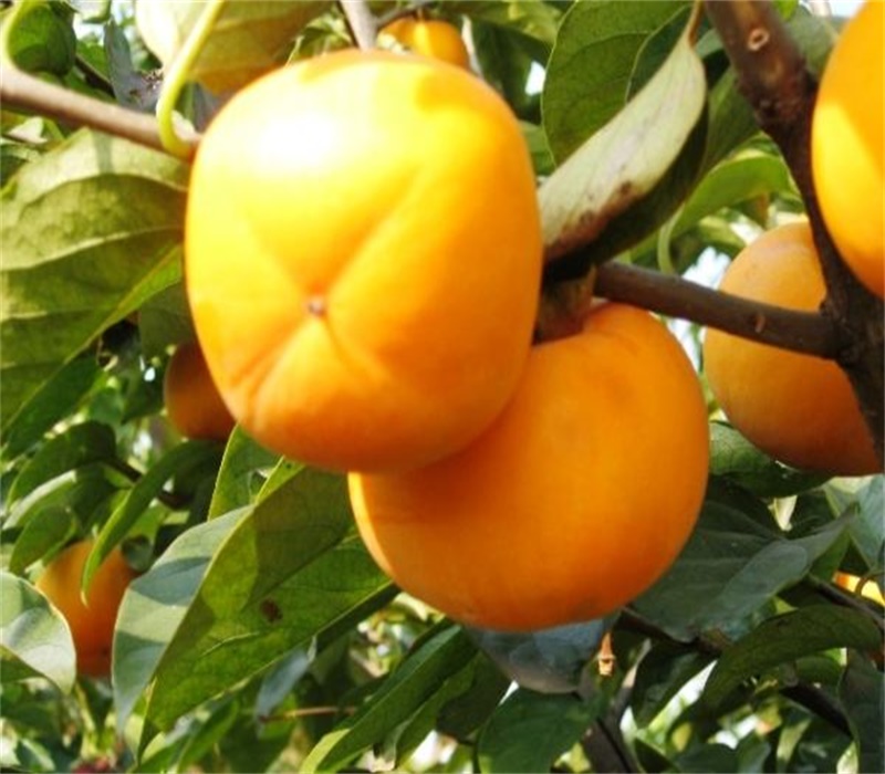 三年的大秋甜柿树苗结果早丰产性强	柿子苗价格