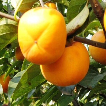 三年的阳丰甜柿树苗繁育基地种植	山东卖柿子苗的