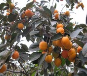 三年的黑柿树苗栽培养护	广东可以种植柿子的图片1