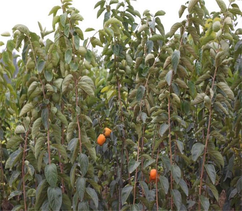 三年的新次郎甜柿苗栽培养护	河南可以种植柿子苗