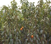 三年的黑柿树苗栽培养护	广东可以种植柿子的图片2