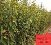 三年的黑柿树苗栽培养护	广东可以种植柿子的图片4