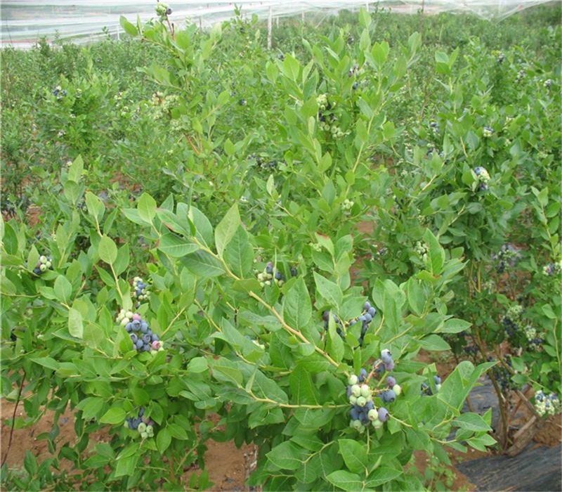 5年奥尼尔蓝莓苗蓝莓一年结几次果晚熟蓝莓品种介绍
