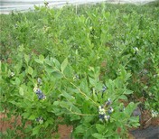 优瑞卡蓝莓苗新品种当年结果带果发货授粉品种搭配图片1