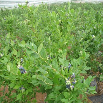 5年薄雾蓝莓苗几月份种植成活率高
