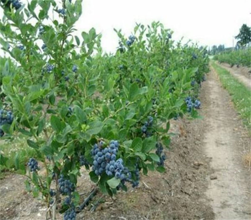 北高丛蓝莓带果发货