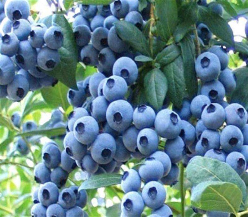 半高从蓝莓结果早丰产性强