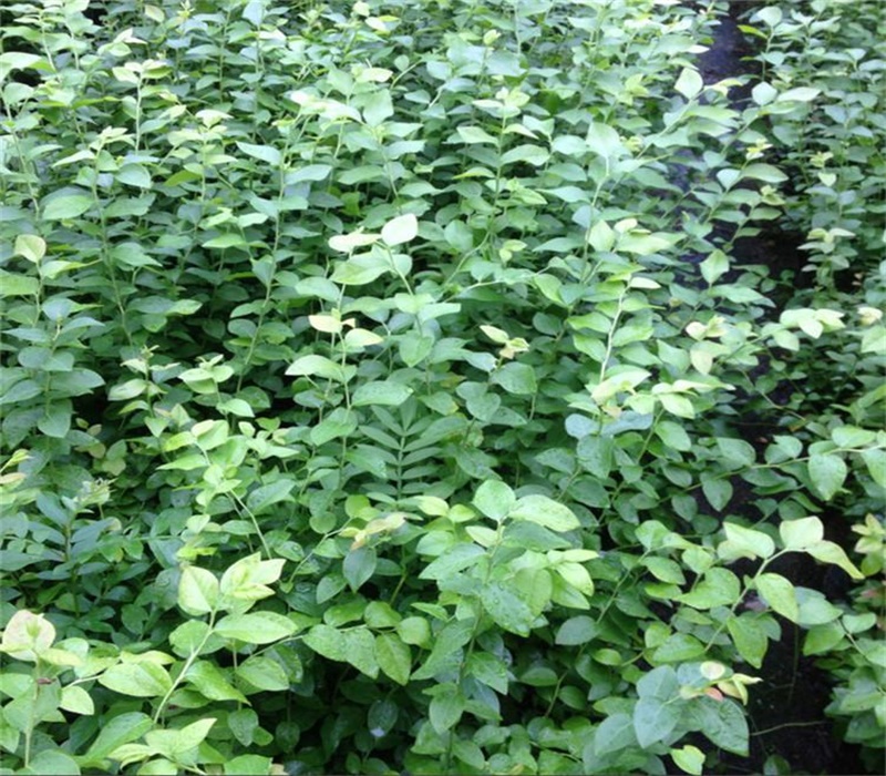 5年夏普蓝蓝莓苗种植要领	